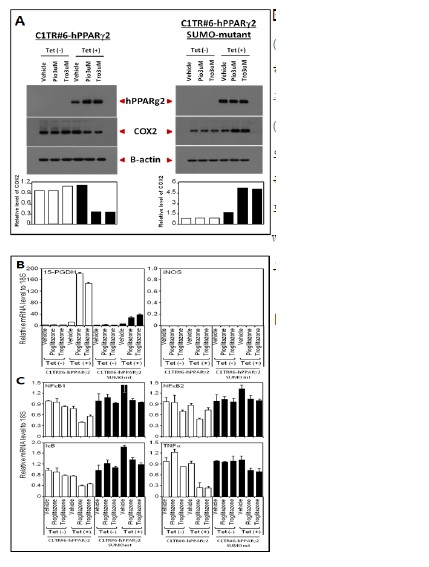 그림 5 ) Inflammatory signaling pathway에서의 PPARγ의 수모화