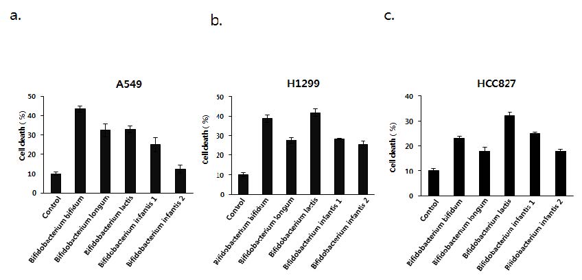 Fig 1. 비피더스균에 의한 비소세포폐암세포 사멸 효과