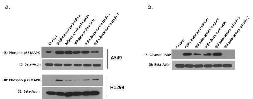 Fig 3. 비피더스균에 의한 비소세포폐암 MAPK kinase 인산화와 apoptosis 유도 효과