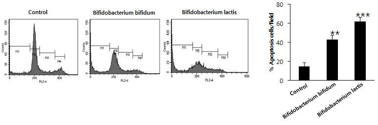 Fig 4. FACS 분석에 의한 비소세포폐암의 apoptosis 유도 효과 확인