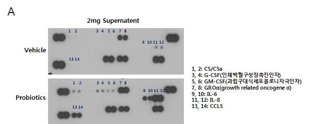 Fig 7. Bifidobacterium 세포질 물질 처리에 의한 세포배양액으로부터 cytokine의 array 결과