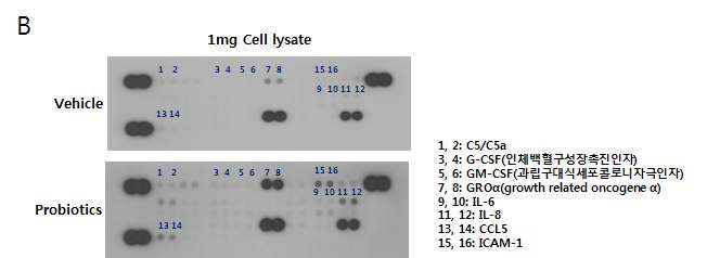 Fig 8. Bifidobacterium 세포질 물질 처리에 의한 cell lysate으로부터 cytokine의 array 결과