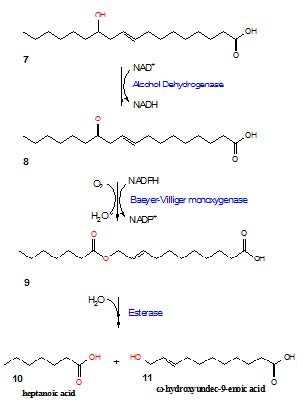 Fig 9. 미생물 생촉매에 의한 ω-hydroxyundec-9-enoic acid 생산 경로