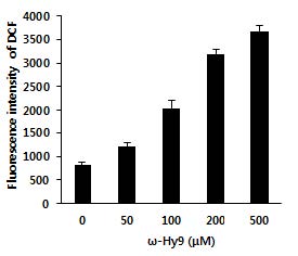 Fig 11. 비소세포성페암세포주 H1299에서 ω-hydroxyundec-9-enoic acid (C11) 처리에 의한 ROS 형성 결과