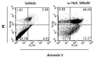 Fig 12. ω-hydroxyundec-9-enoic acid (C11) 에 의한 H1299 세포주의 apoptosis 유도 효과를 관찰하기 위한 FACS 분석 결과