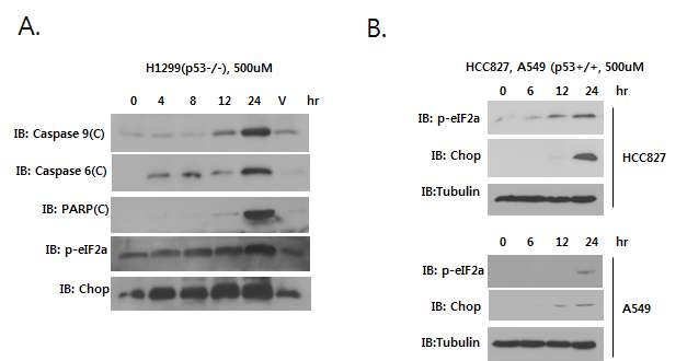 Fig 13. ω-hydroxyundec-9-enoic acid (C11) 에 의한 p53에 따른 비소세포성폐암세포주의 apoptotic 및 ER stress 관련 유전자 확인