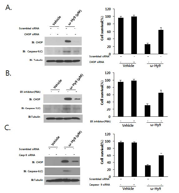 Fig 14. H1299 세포주에서 ω-hydroxyundec-9-enoic acid 에 의한 ER stress에 및 apoptosis 유도 효과