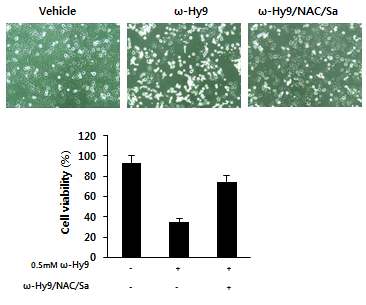 Fig 15. H1299 세포주에서 ω-hydroxyundec-9-enoic acid (C11)에 의한 ROS 형성을 ROS scavenger 처리에 의해서 소거 현상 관찰 결과