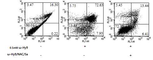 Fig 16. ω-hydroxyundec-9-enoic acid (C11) 에 의한 H1299 세포주의 apoptotic 현상을 ROS scavenger 처리에 의해서 억제되는 현상을 관찰함