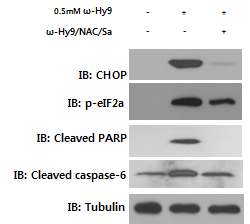 Fig 17. ω-hydroxyundec-9-enoic acid에 의한 H1299 세포주의 apoptosis 및 ER stress 저해효과