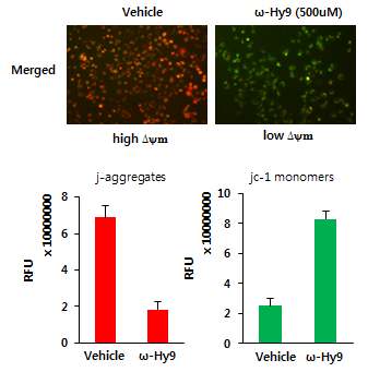 Fig 18. ω-hydroxyundec-9-enoic acid에 의한 미토콘드리아 membrane potential 감소 효과를 형광현미경으로 관찰한 결과