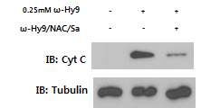 Fig 19. ω-hydroxyundec-9-enoic acid에 의한 cytochrom C 유리 및 NAC/Sa 감소 효과