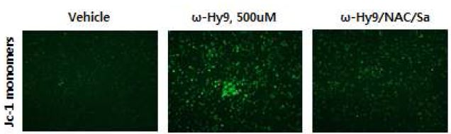 Fig 20. ω-hydroxyundec-9-enoic acid에 의한 미토콘드리아 membrane potential 감소 효과를 NAC/Sa처리 후 현미경으로 관찰한 결과