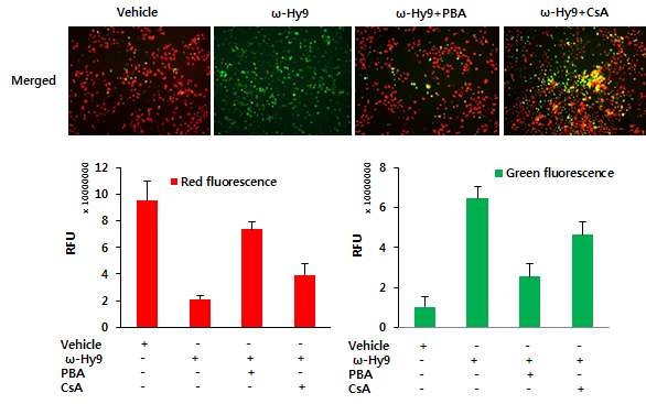 Fig 21. PBA 및 cyclosporin A 에 의한 H1299 세포주의 mitochondria potential 변화