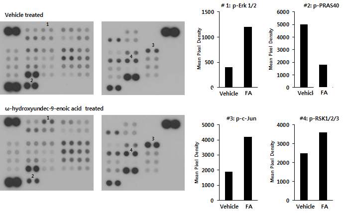 Fig 22. 1299 세포주에 ω-hydroxyundec-9-enoic acid 처리 후 인산화 단백질 프로테옴 분석