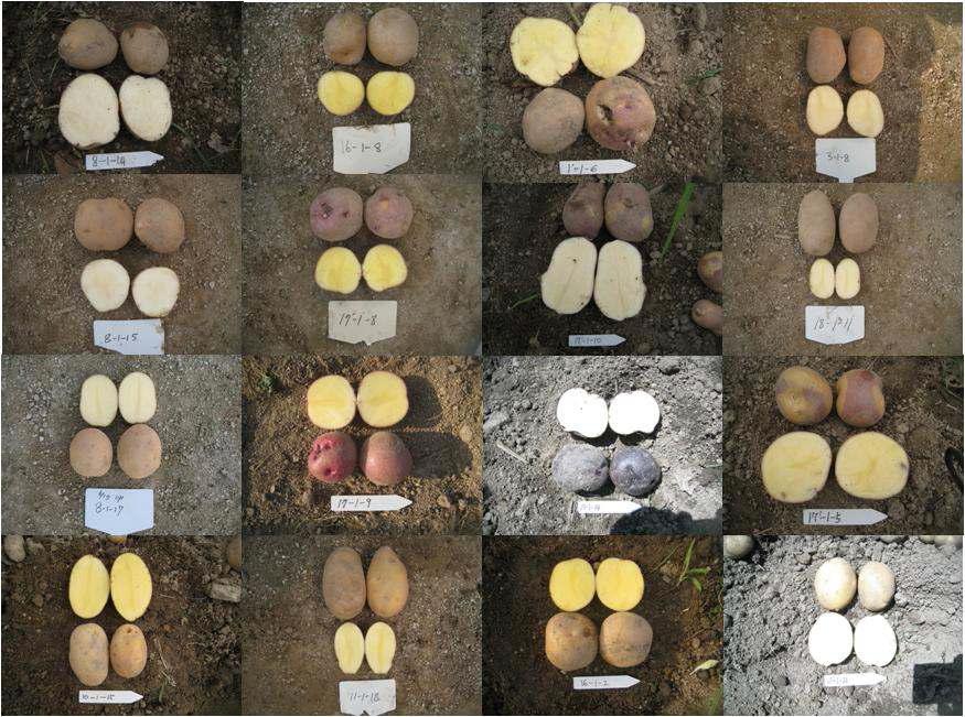 Selected potato lines from KPGR Breeding System.