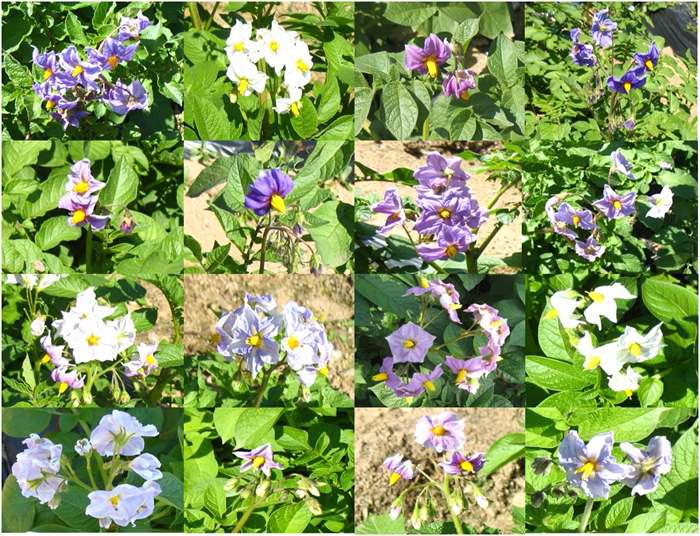 Flowers of potato lines selected from KPGR Breeding System.