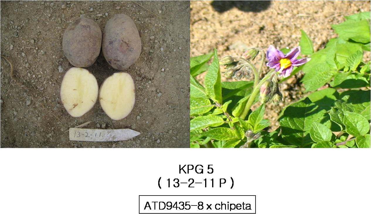 Potato breeding line selected for high anti-oxidant compounds