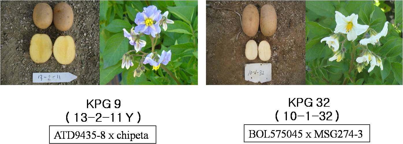 Potato breeding lines selected for minimally processed suitability.