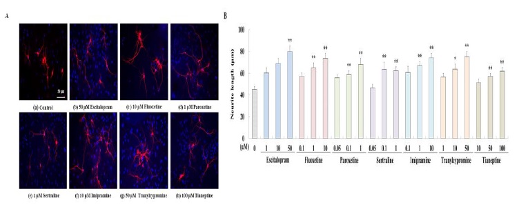 그림 7. Primary hippocampal cells에서 항우울제들이 dendritic outgrowth에 미치는 영향을 anti-MAP2 (millipore, 1:1000)를 이용하여 분석하였음. Metamorph software, version 6.1으로 neurite outgrowth data analysis를 수행하였음