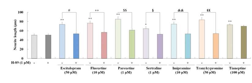 그림 8. Primary hippocampal cells에서 PKA inhibitor (H-89 1μM)가 항우울제들에 의해 증가된 dendritic outgrowth에 미치는 영향을 분석하였음. Metamorph software, version 6.1으로 neurite outgrowth