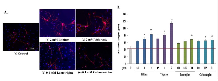 그림 9. Primary hippocampal cells에서 기분안정제들이 dendritic outgrowth에 미치는 영향을 anti-MAP2 (millipore, 1:1000)를 이용하여 분석하였음. Metamorph software, version 6.1으로 neurite outgrowth data analysis를 수행하였음