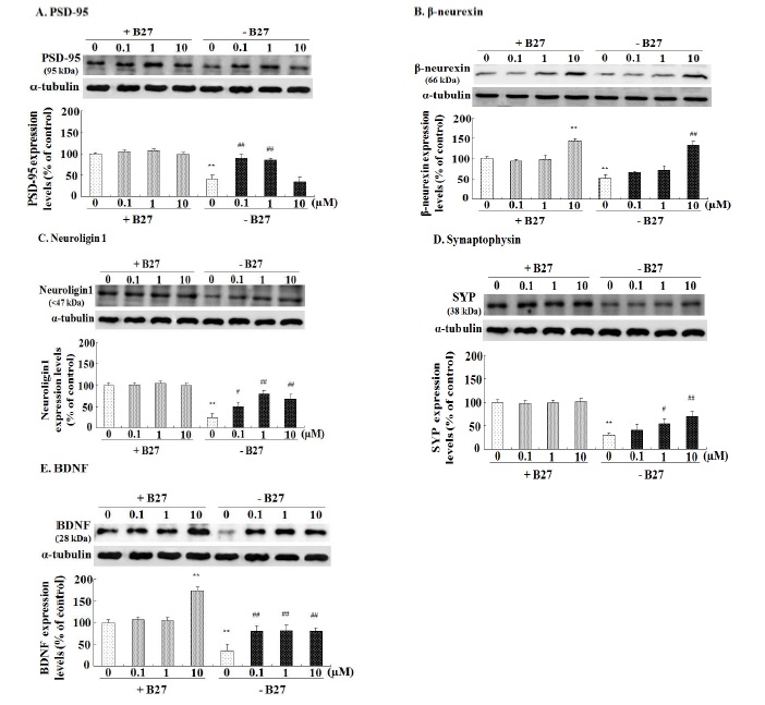 그림 10. Fluoxetine을 농도별로 처리하여 PSD-95 (A), β -neurexin (B), neuroligin 1 (C), Synaptophysin (D), BDNF (E) 발현에 미치는 영향을 조사하였음. 약물은 primary hippocampal primary culture에서 B27이 있는 조건과 없는 조건에서 96시간동안 배양되었음.