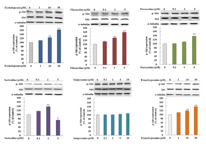 그림 1. 6종의 항우울제들을 처치하여 p-Akt 발현을 Western blotting으로 측정하였음. SH-SY5Y cells에서 각 항우울제가 96시간 동안 배양되었음.
