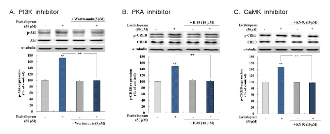 그림 2. PI3K inhibitor(A, wortmannin 5μM), PKA inhibitor(B, H-89 10μM), CaMK inhibitor(C, KN-93 10μM)가 escitalopram으로 인한 p-Akt 및 p-CREB의 발현증가에 미치는 영향을 Western blotting으로 측정하였음. SH-SY5Y cells에서 각 inhibitor들이 약물 처치 30분전에 전처리 되어 약물과 함께 96시간 동안 배양되었음. Wortmannin은 escitalopram으로 인한 p-Akt의 발현증가를 효과적으로 차단시켰음. H-89와 KN-93은 escitalopram으로 인한 p-CREB의 발현증가를 효과적으로 차단시켰음