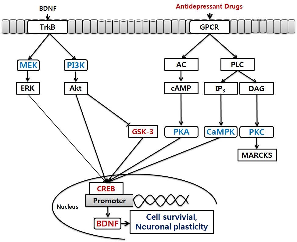그림 3. 항우울제가 BDNF 발현 조절에 관여하는 signaling pathway.
