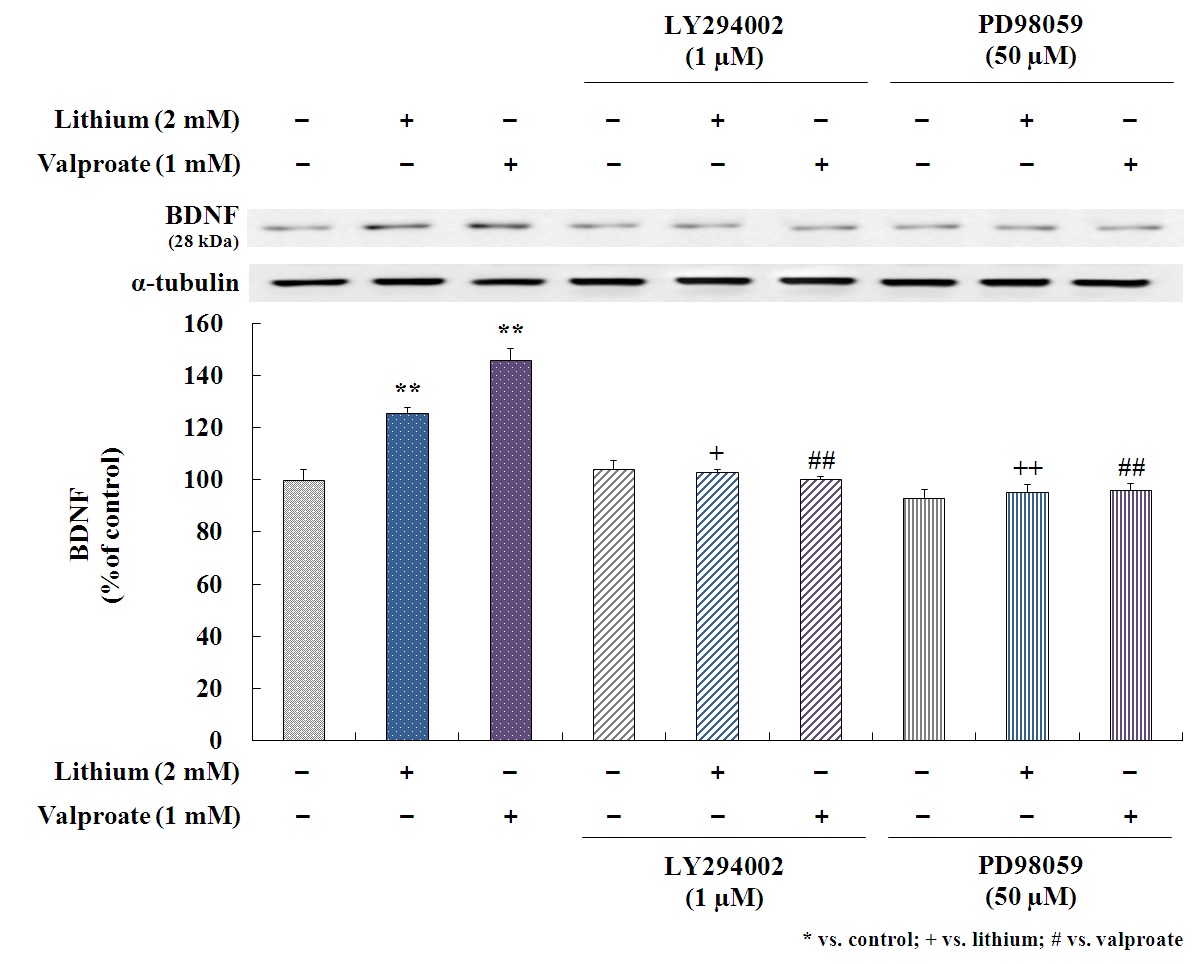 그림 5. PI3K inhibitor(LY294002, 1μM)와 M다 inhibitor가 lithium, valproate로 인한 BDNF 발현증가에 미치는 영향을 Western blotting으로 측정하였음. SH-SY5Y cells에서 각 inhibitor들이 약물 처치 30분전에 전처리 되어 약물과 함께 96시간 동안 배양되었음. LY294002과 PD98059는 ithium, valproate로 인한 BDNF의 발현증가를 효과적으로 차단시켰음. 이들 약물이 PI3K signaling과 M다 signaling에 모두 관여함을 확인하였음