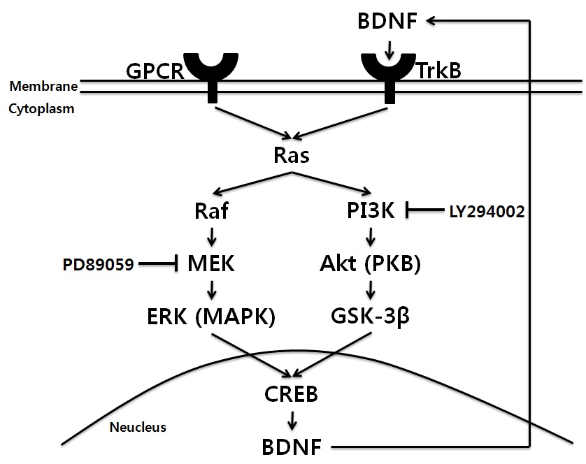 그림 6. Lithium 및 valproate가 BDNF 발현 조절에 관여하는 signaling pathway.