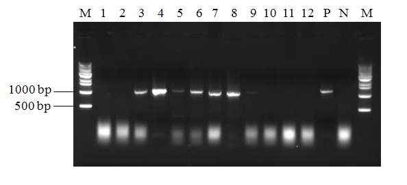 Fig. 2. Detection of VHSV using the RT-PCR from olive flounder (Paralichthys olivaceus) of aquafarm 1 (lane 1 and 2), aquafarm 2 (lane 3 and 4), aquafarm 3 (lane 5 and 6), aquafarm 4 (lane7), aquafarm 5 (lane 8 and 9), aquafarm 6 (lane 10 and 11) and aquafarm 7 (lane 12). P, positive control; N, negative control; M, 1 kb DNA ladder.