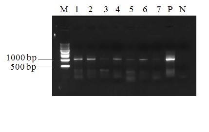 Fig. 3. Detection of VNNV using the RT-PCR from olive flounder (Paralichthys olivaceus) of aquafarm A (lane 1 and 2), aquafarm B (lane 3 and 4), aquafarm C (lane 5, 6 and 7). P, positive control; N, negative control; M, 1 kb DNA ladder.