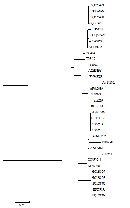 Fig. 6. Phylogenetic tree showing the genetic relationships among 33 VHSV based on the nucleotide sequences of the N gene.