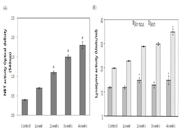 Fig. 12. NBT actitivity (A) and lysozyme activity (B) of olive flounder, Paralichthys olivaceus, fed a diets supplemented 1％ garlic extract for 4 weeks. Values are means of triplicate per treatment. Bars with different letters are significantly different (P<0.05).