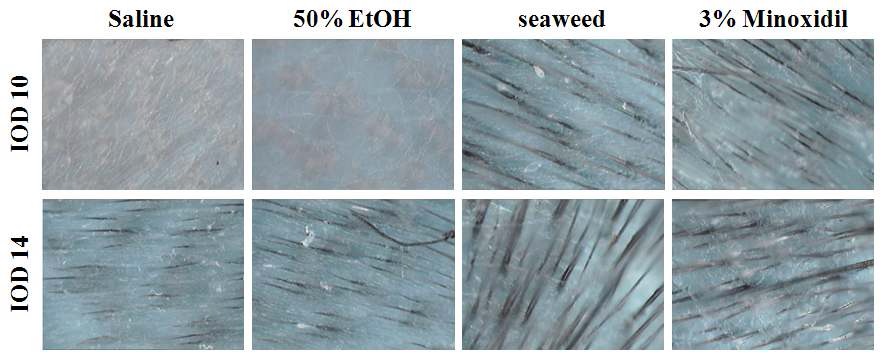 Fig. 3. Photometric comparison of hair density after topical application of the test compounds at 14 days.