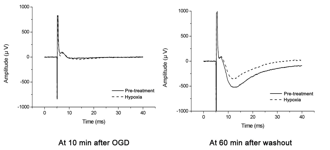 그림 8. 10μM dexmedetomidine 처리 (co-treatment)에 의한 field potential amplitude의 변화