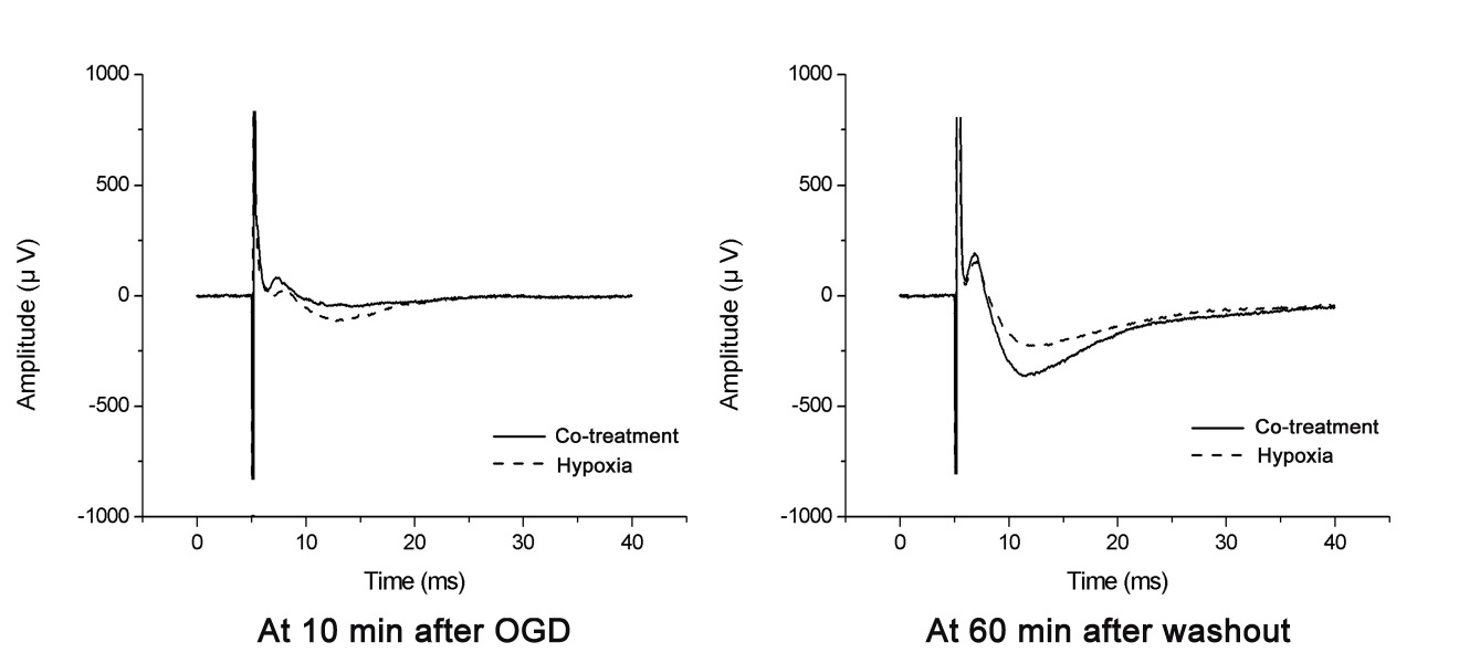 그림 10. 10 μM dexmedetomidine 처리 (co-treatment)에 의한 field potential amplitude의 변화