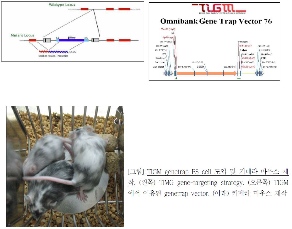 TIGM genetrap ES cell 도입 및 키메라 마우스 제작.