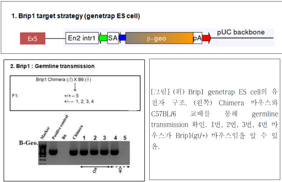 (위) Brip1 genetrap ES cell의 유전자 구조. (왼쪽) Chimera 마우스와 C57BL/6 교배를 통해 germline transmission 확인. 1번, 2번, 3번, 4번 마우스가 Brip1(gt/+) 마우스임을 알 수 있음.