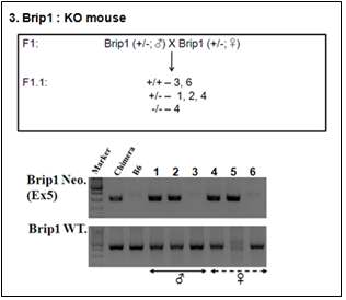 Brip1(gt/gt) 마우스는 정상적으로 살아서 태어남. Brip1(gt/+) 마우스끼리 교배를 통해 Brip1(gt/gt) 마우스를 얻고자 함. 5번 마우스가 Brip1(gt/gt) 마우스 임이 확인됨.