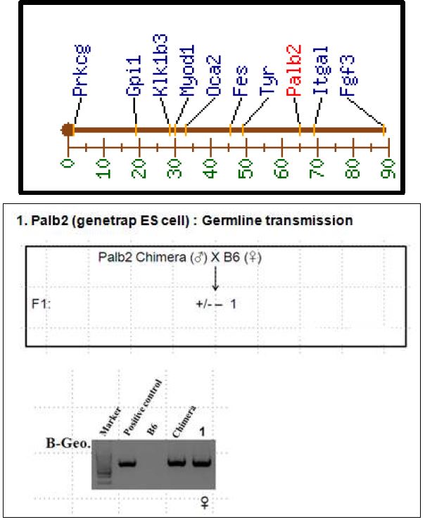 (위) mouse Palb2 유전자는 7번 염색체 65.42cM에 위치함. (아래) genetrap ES cell을 도입하고 microinjection을 수행 하여 chimera 마우스를 얻은 후, germline transmission을 확인함. 1번 마우스가 Palb2(gt/+)임이 확인됨.