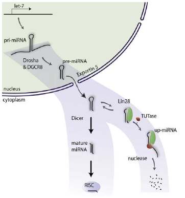 let-7 miRNA의 생성과 분해 과정의 조절