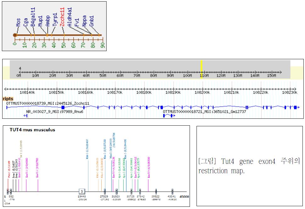 Tut4 gene exon4 주위의 restriction map