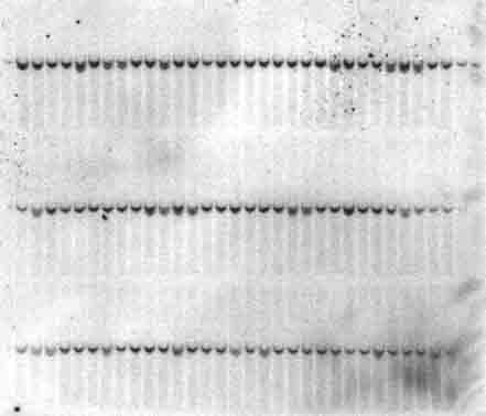 Tut4 gene-targeted ES cell을 확인하기 위한 southern screening. 96개의 ES cell clone 중 20개의 Tut4-targeted ES cell clone이 확인됨.