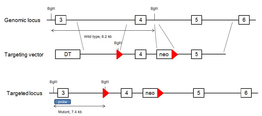 Tut4 targeting strategy.