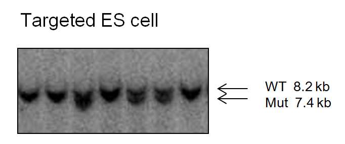 Tut4-targeted ES cell을 southern blot 으로 확인함.