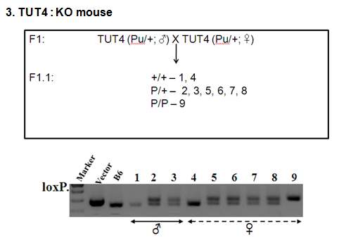 TUT4(puro/+) 마우스끼리 교배를 통해 TUT4(puro/puro) 마우스 가 정상적으로 태어남이 확인됨. TUT4 유전자는 embryo development에 영향주지 않음이 확인됨