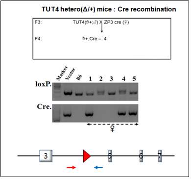 4번 마우스가 TUT4(flox/+), zp3-cre 임이 확인됨